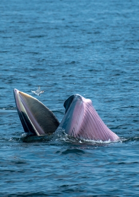 海平面展开嘴巴的蓝鲸图片